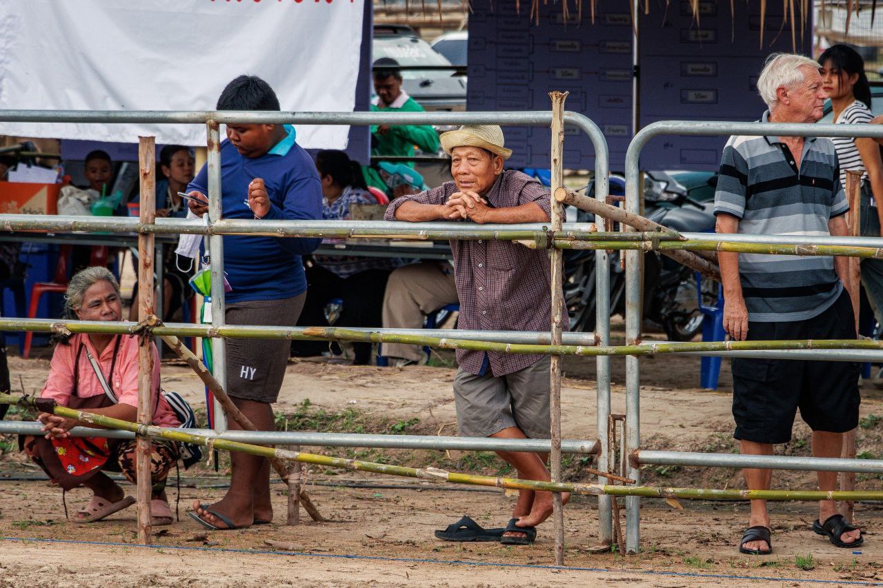 Ежегодный фестиваль гонок на воловьих упряжках