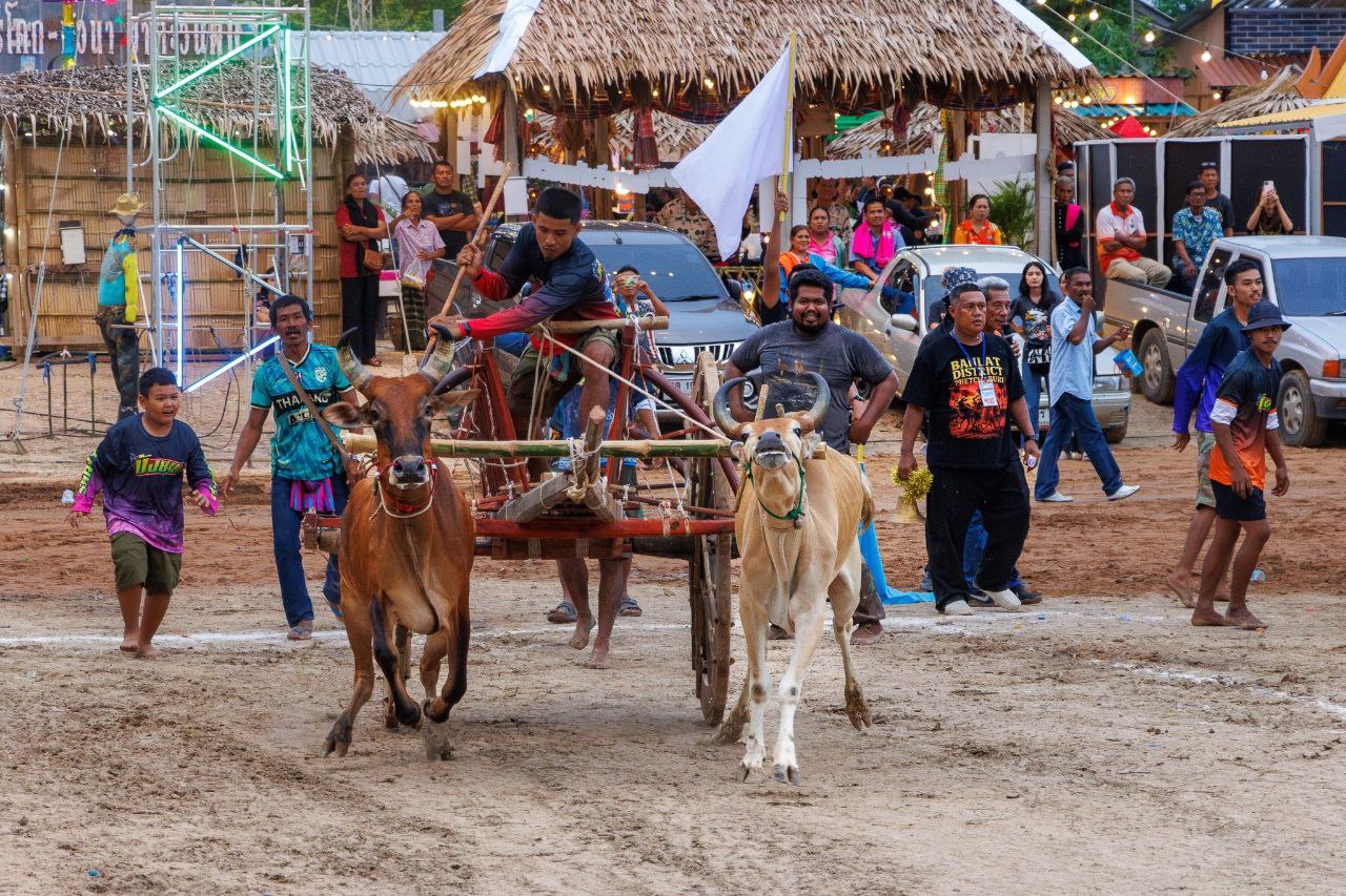 Ежегодный фестиваль гонок на воловьих упряжках
