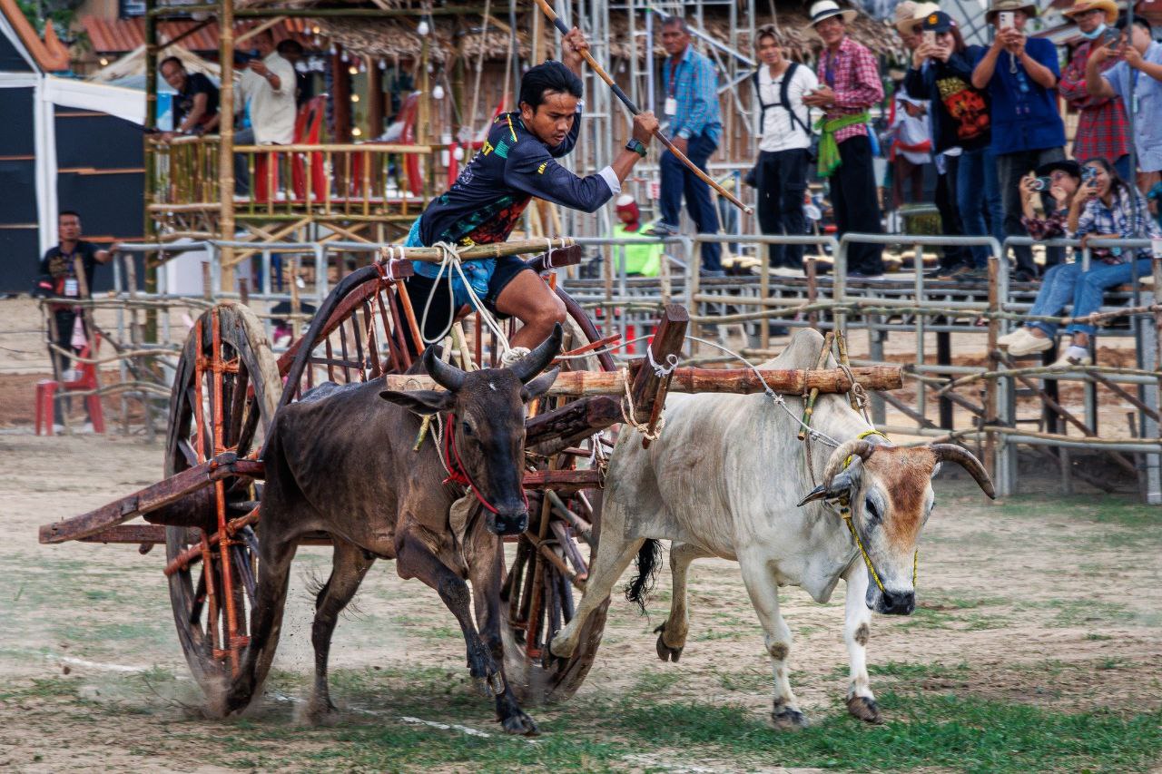 Ежегодный фестиваль гонок на воловьих упряжках