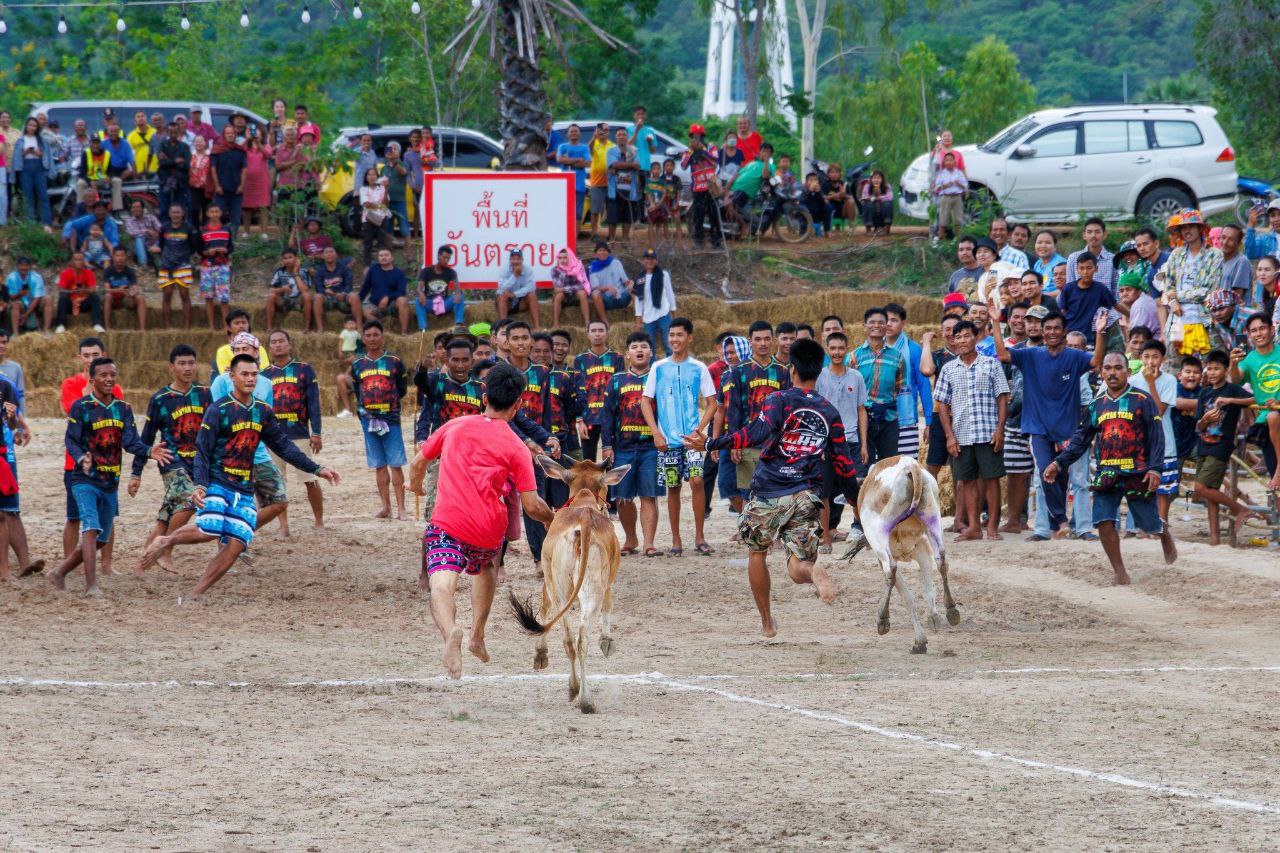 Ежегодный фестиваль гонок на воловьих упряжках