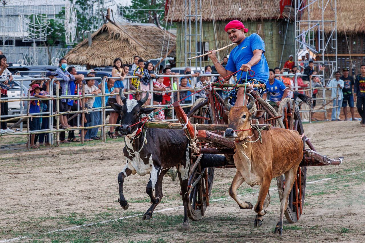 Ежегодный фестиваль гонок на воловьих упряжках