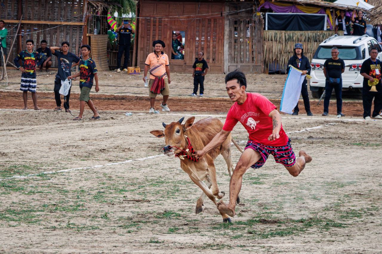Ежегодный фестиваль гонок на воловьих упряжках
