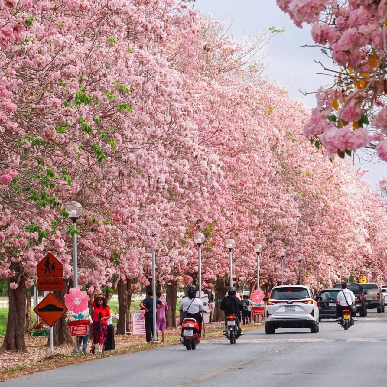 Сезонная экскурсия: Розовая аллея