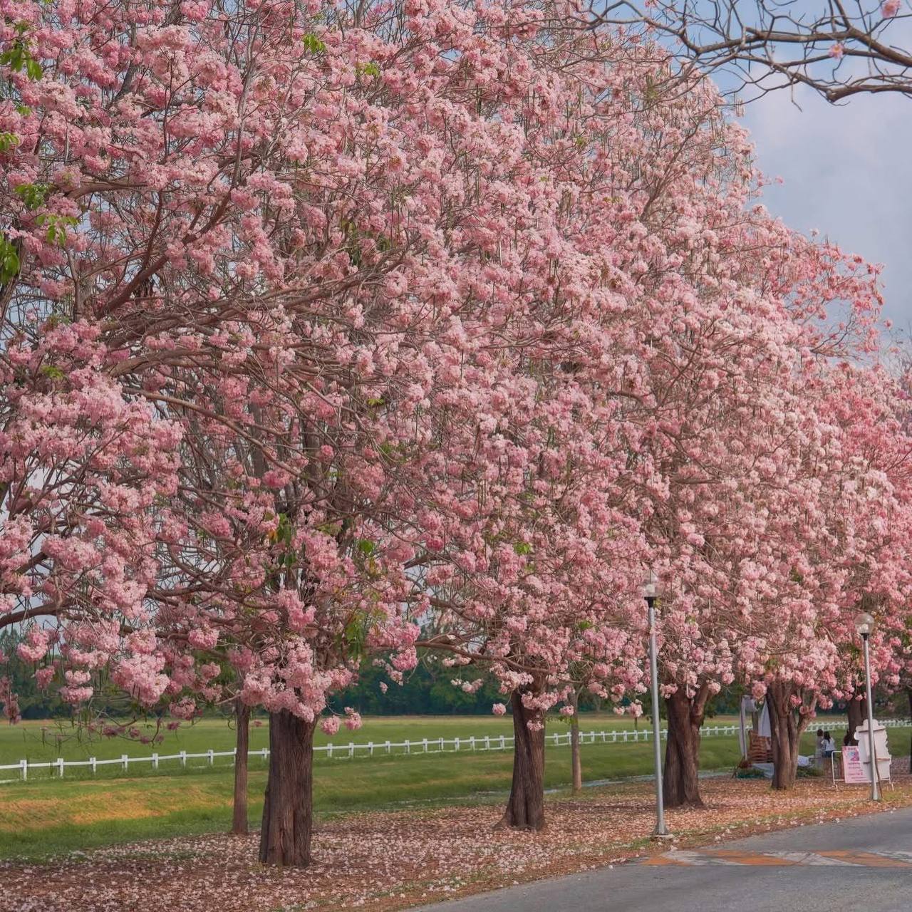 Сезонная экскурсия: Розовая аллея