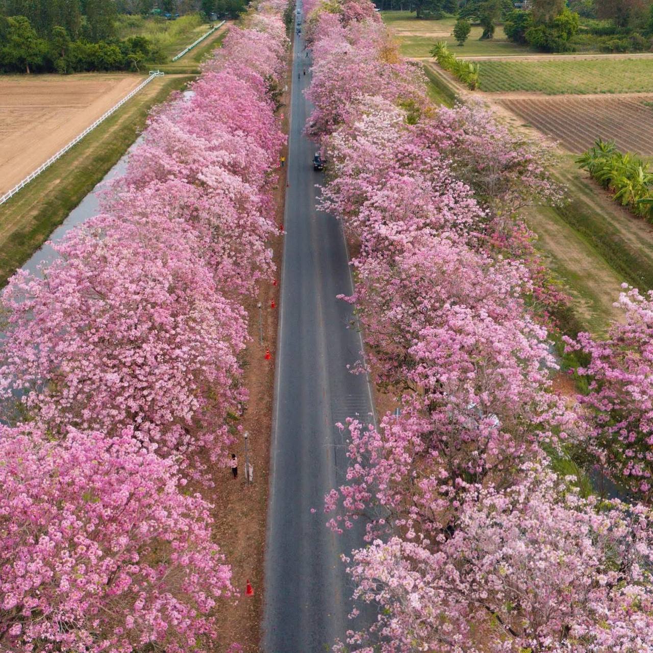 Сезонная экскурсия: Розовая аллея