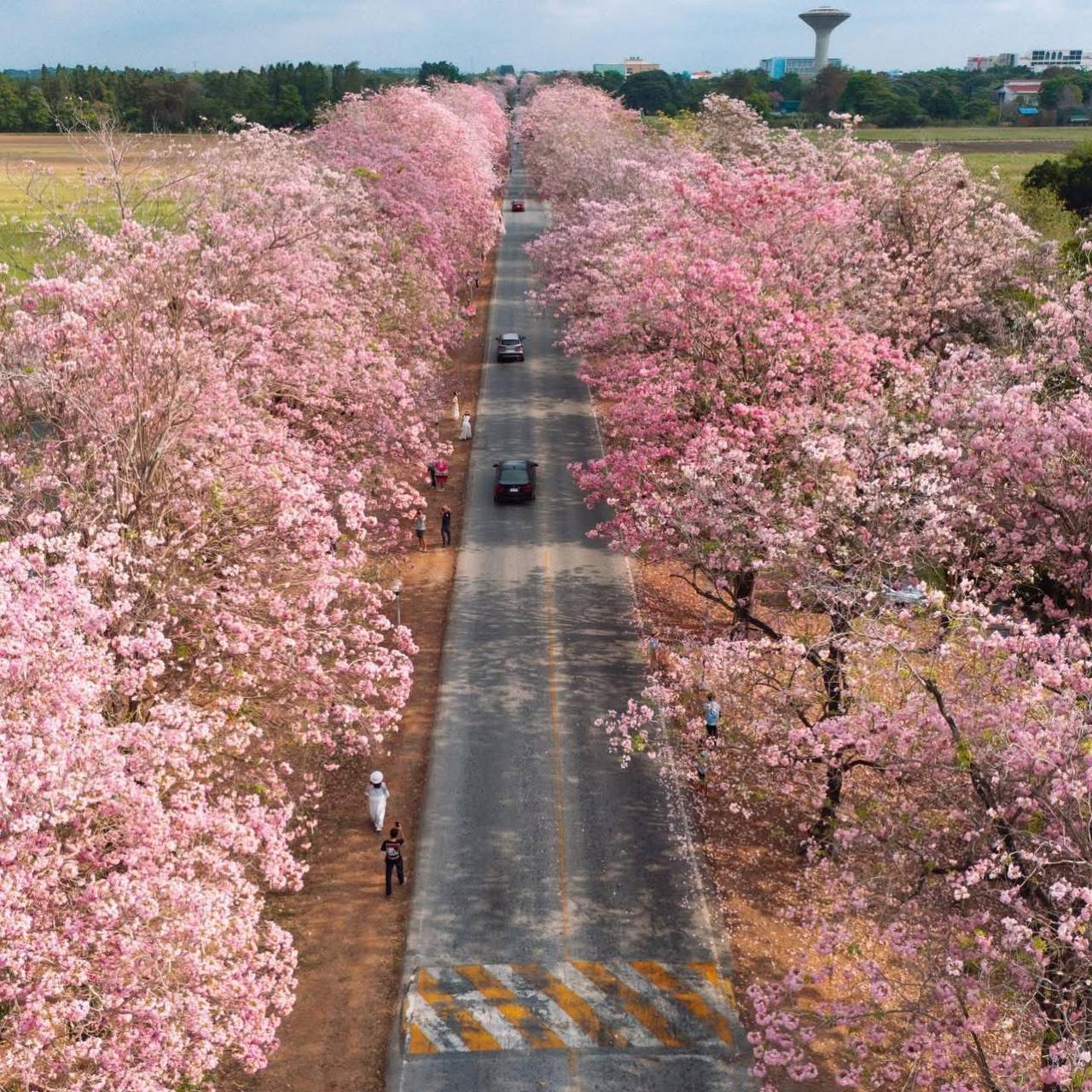 Сезонная экскурсия: Розовая аллея