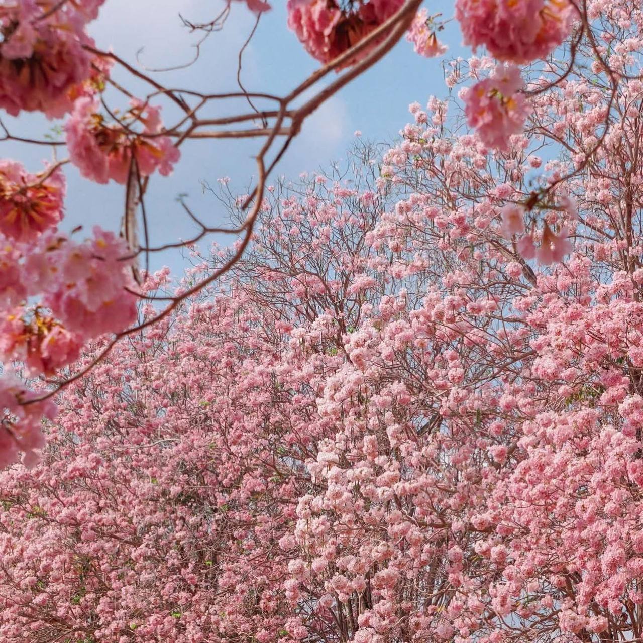 Сезонная экскурсия: Розовая аллея