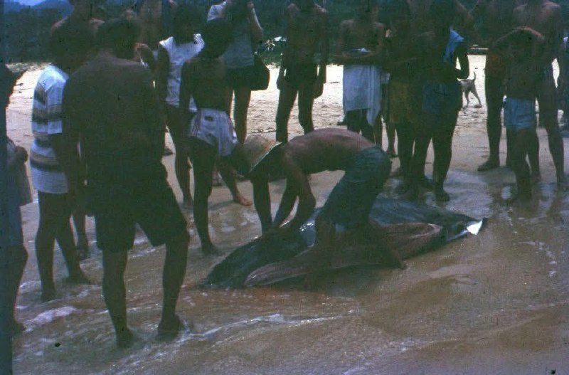 История фото: ловля ската в 1980-м