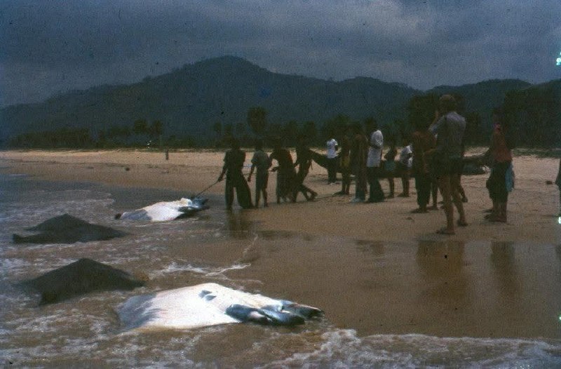 Рыбалка на скатов в Пхукете в 1980-х