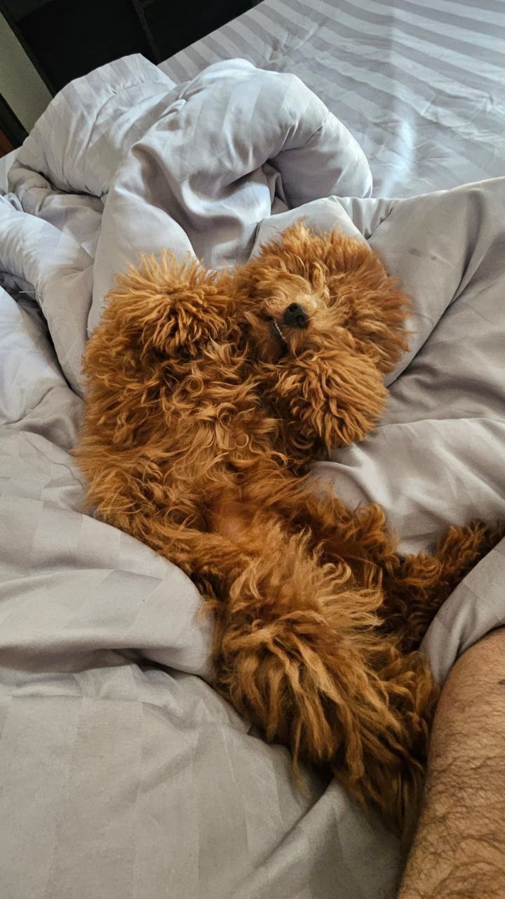 Продажа той-пуделя, мальчик 6 месяцев