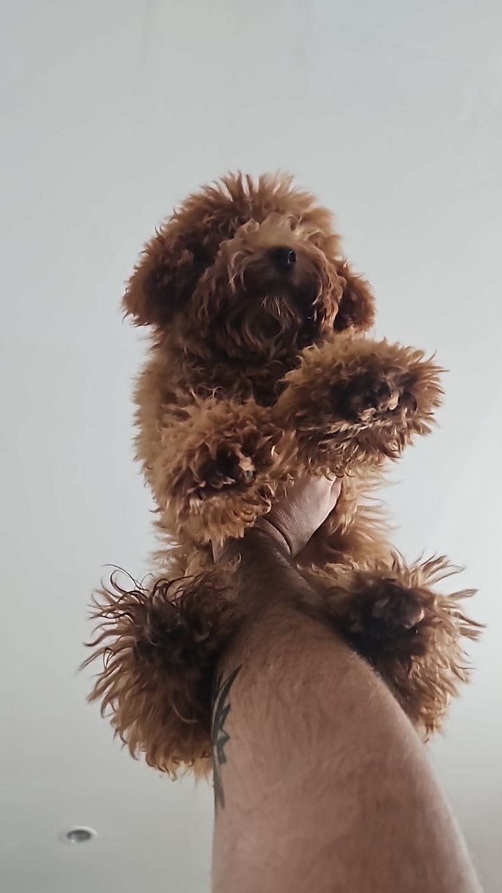 Продажа той-пуделя, мальчик 6 месяцев