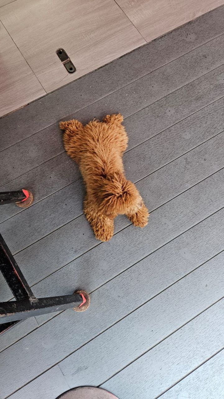 Продажа той-пуделя, мальчик 6 месяцев