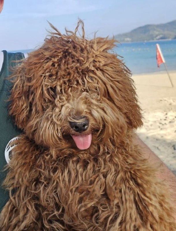 Продажа той-пуделя, 6 месяцев