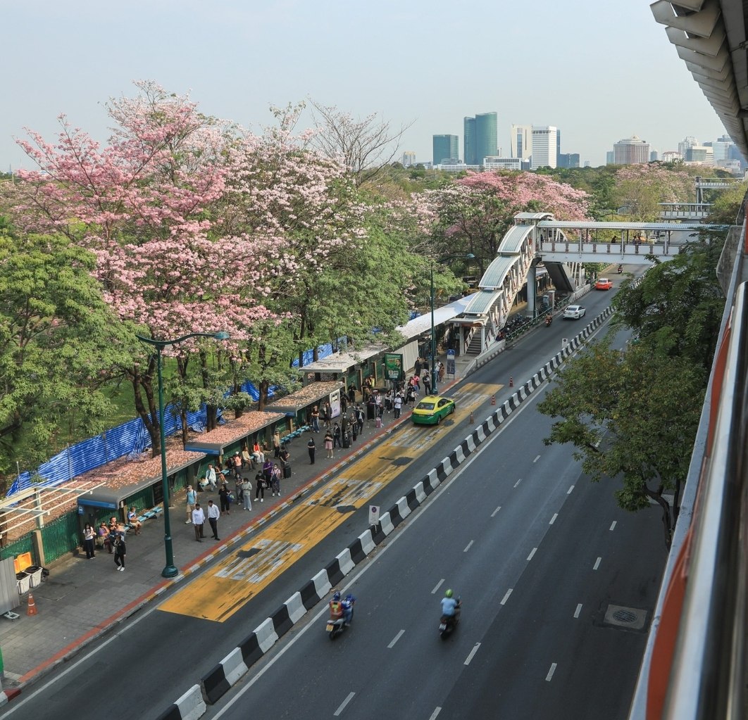 Цветение розовых деревьев в Бангкоке