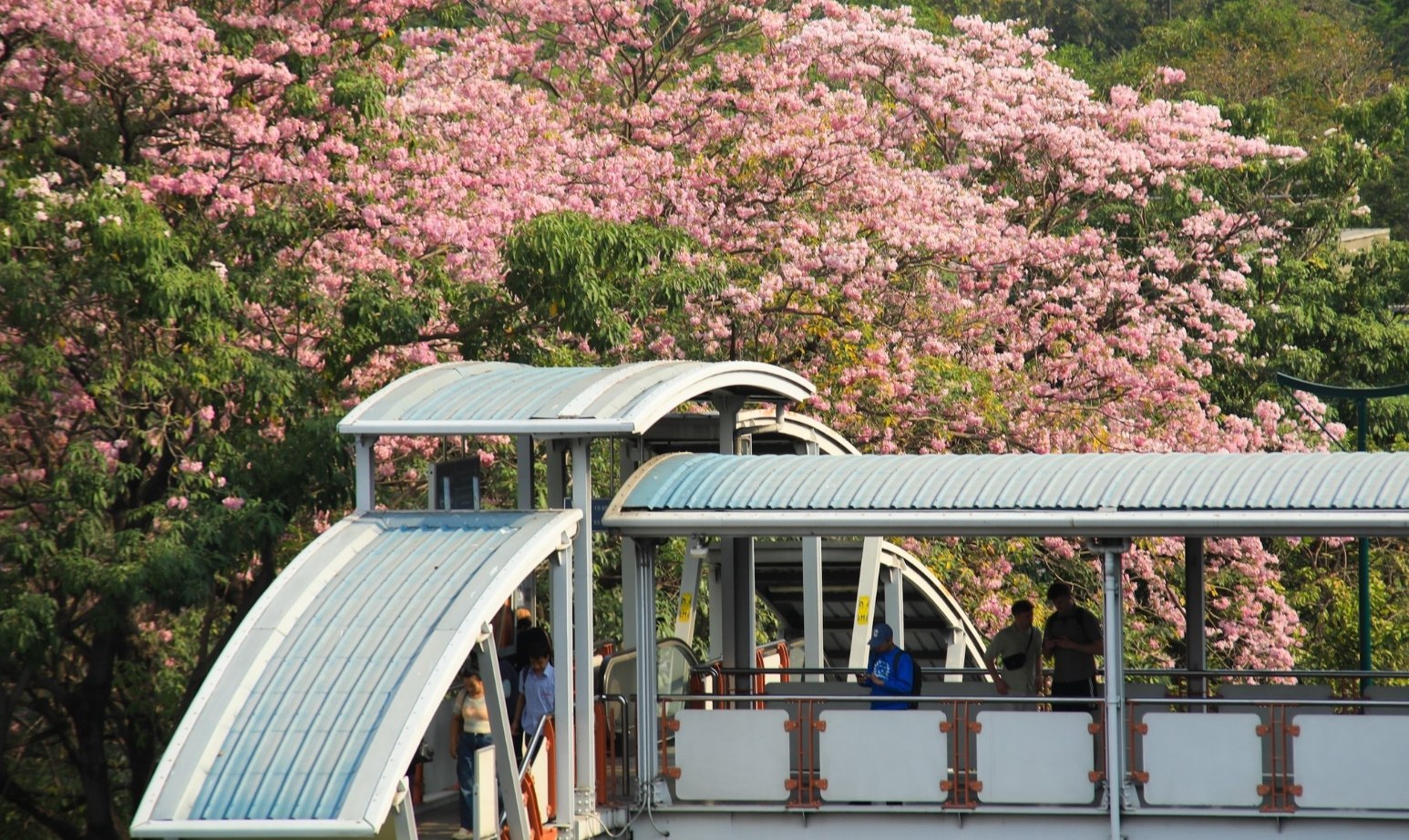 Цветение розовых деревьев в Бангкоке
