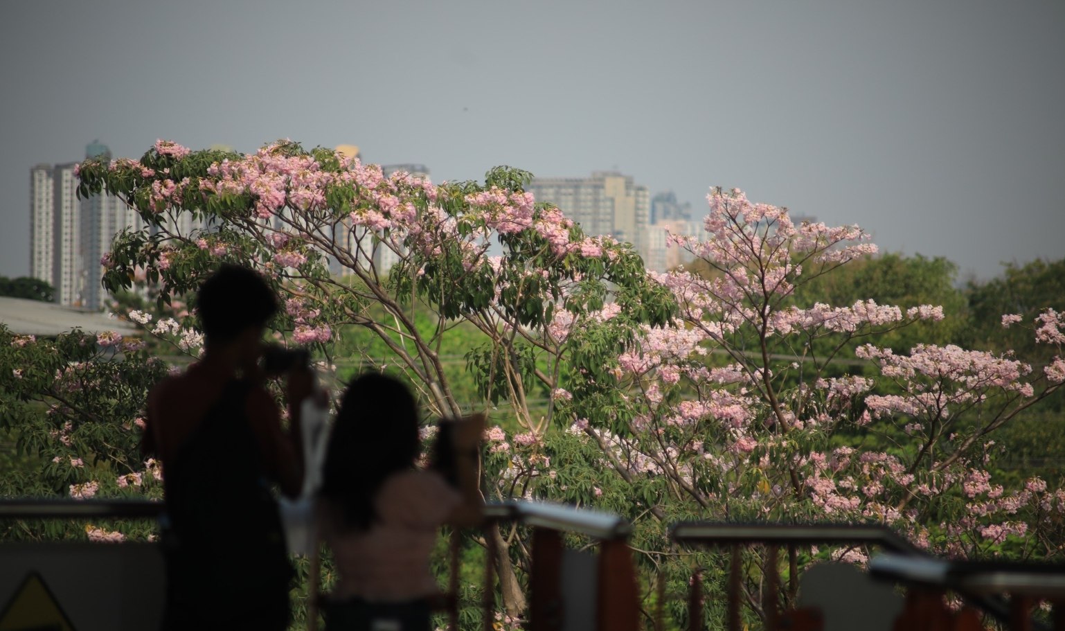 Цветение розовых деревьев в Бангкоке