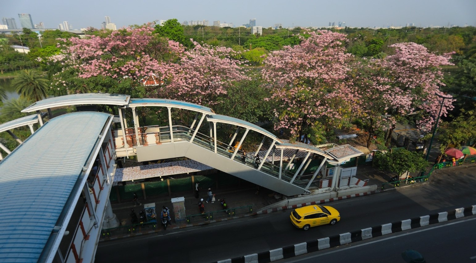 Цветение розовых деревьев в Бангкоке