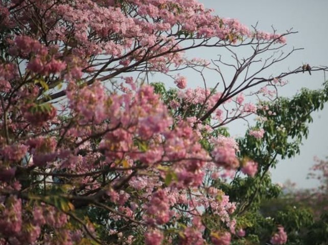 Цветение розовых деревьев в Бангкоке