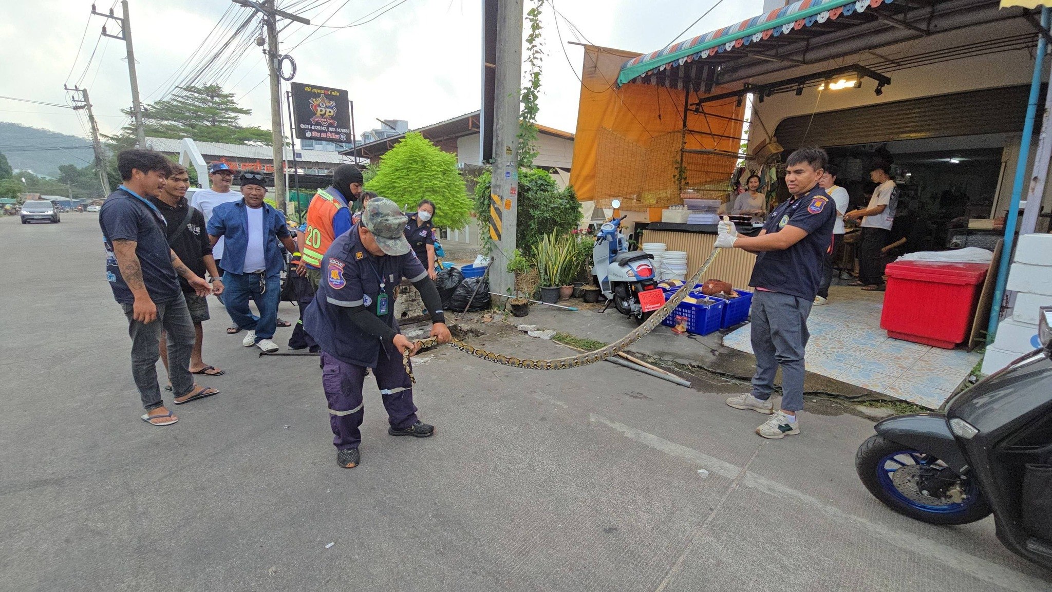 Спасение питона в Паттайе