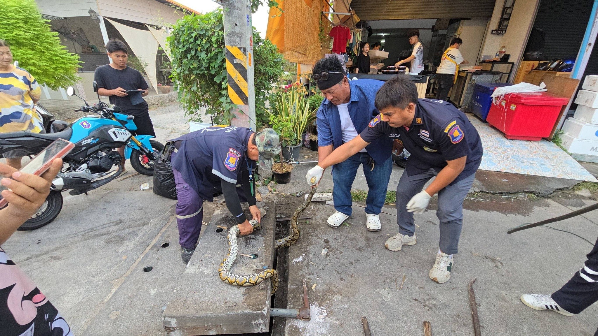 Спасение питона в Паттайе