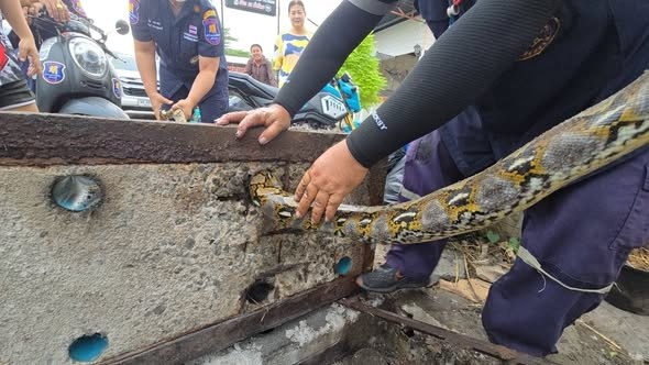 Спасение питона в Паттайе