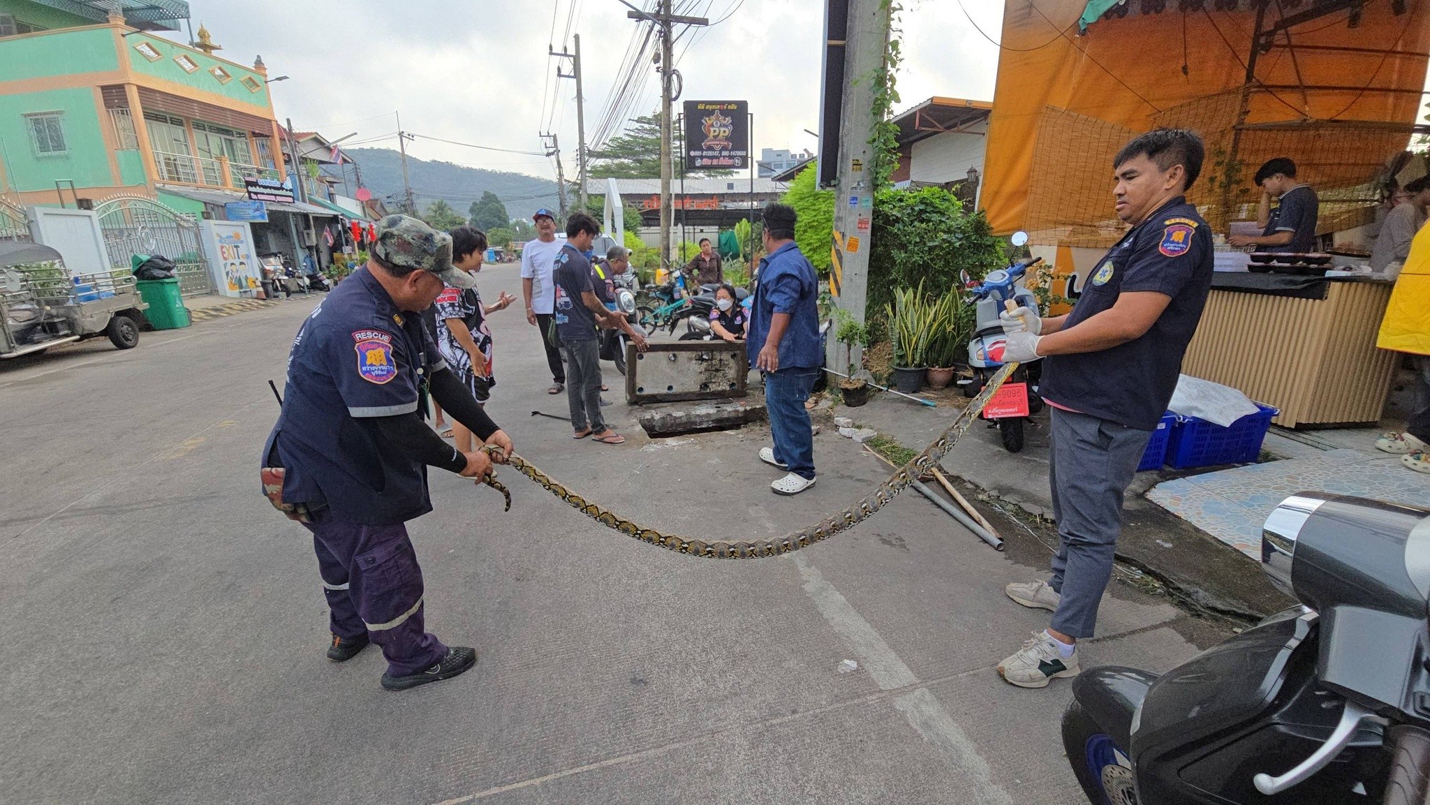 Спасение питона в Паттайе
