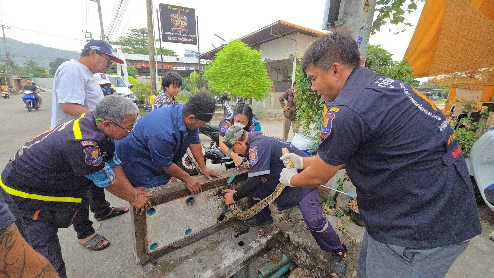 Спасение питона в Паттайе