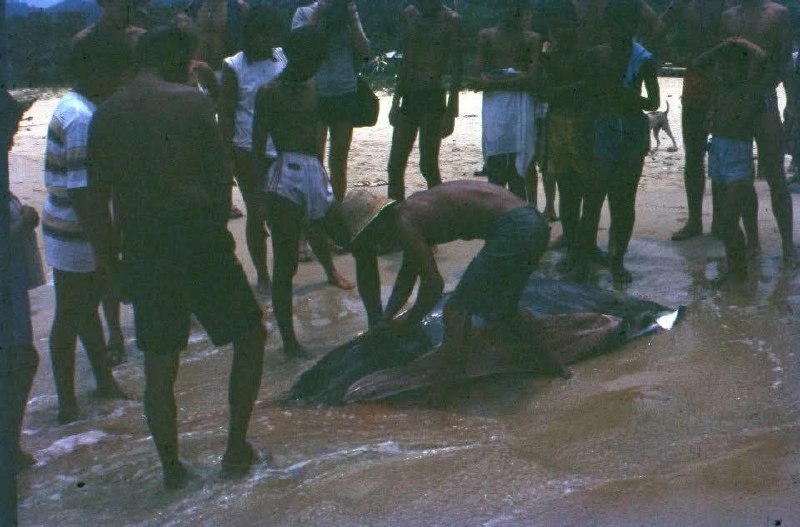 Изменения на пляже Карон с 1980-х