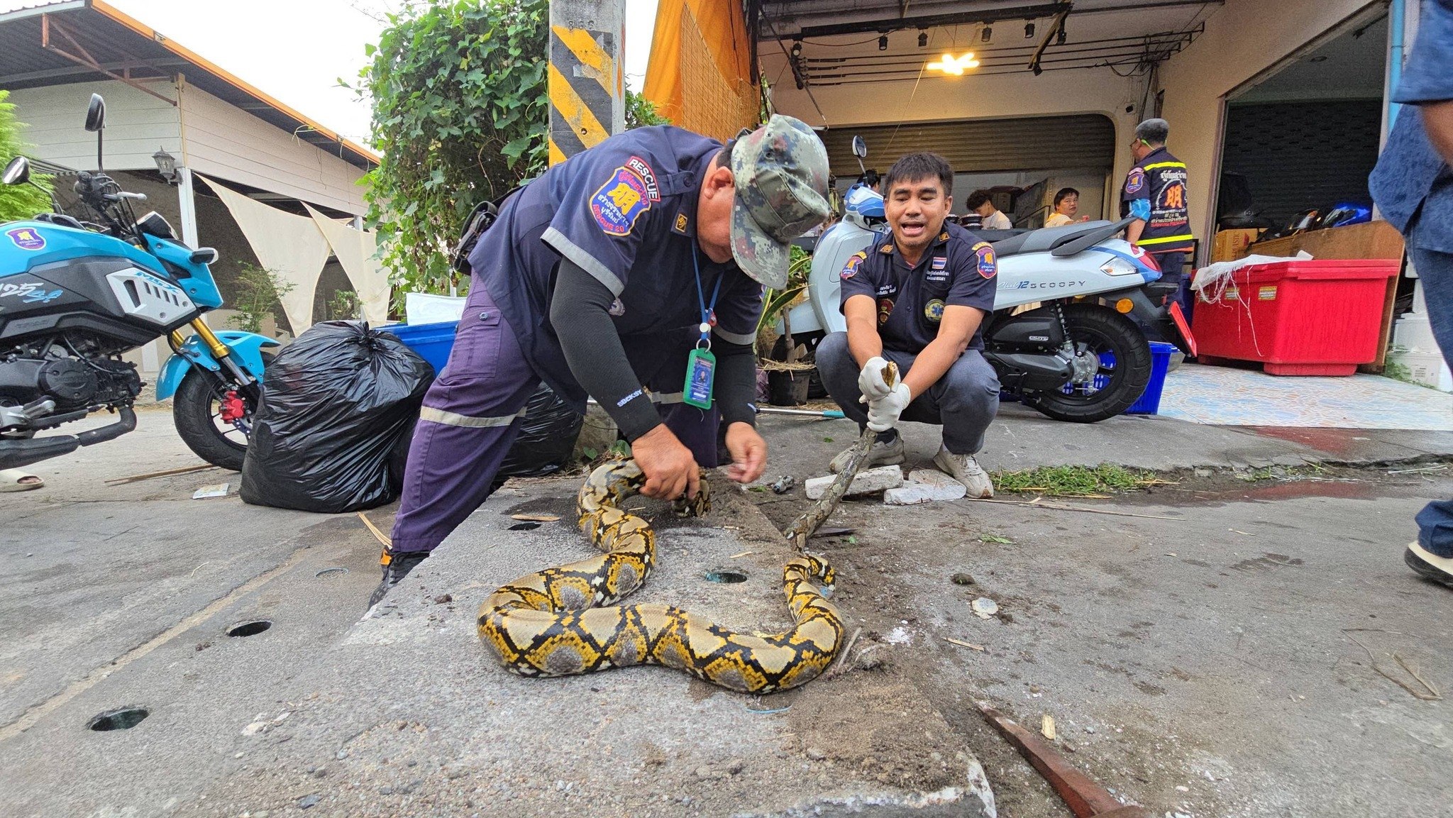 Спасение питона в Чонбури