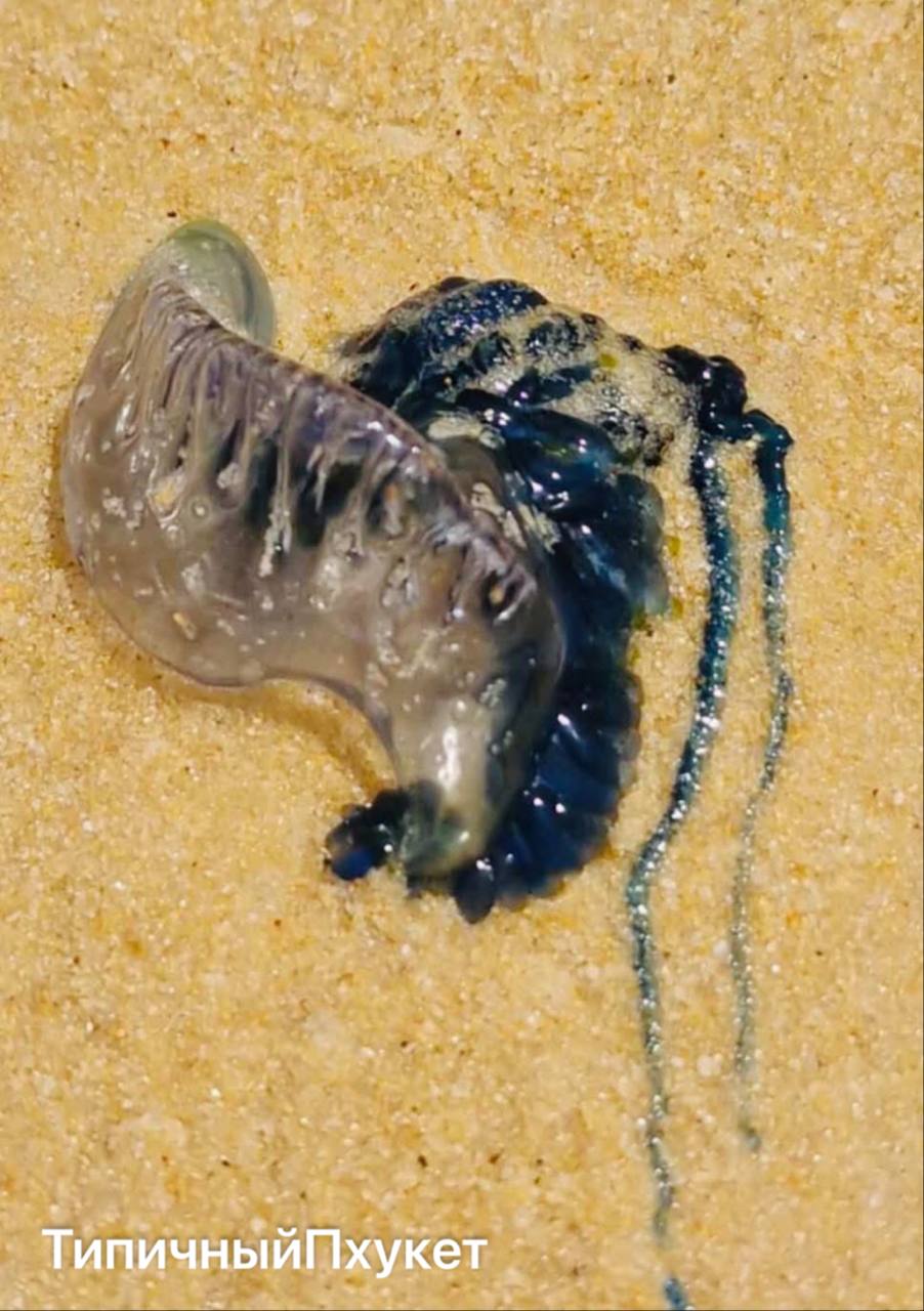 Опасные медузы на пляже Карон