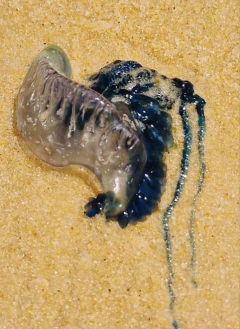 Опасное существо на пляже Карон