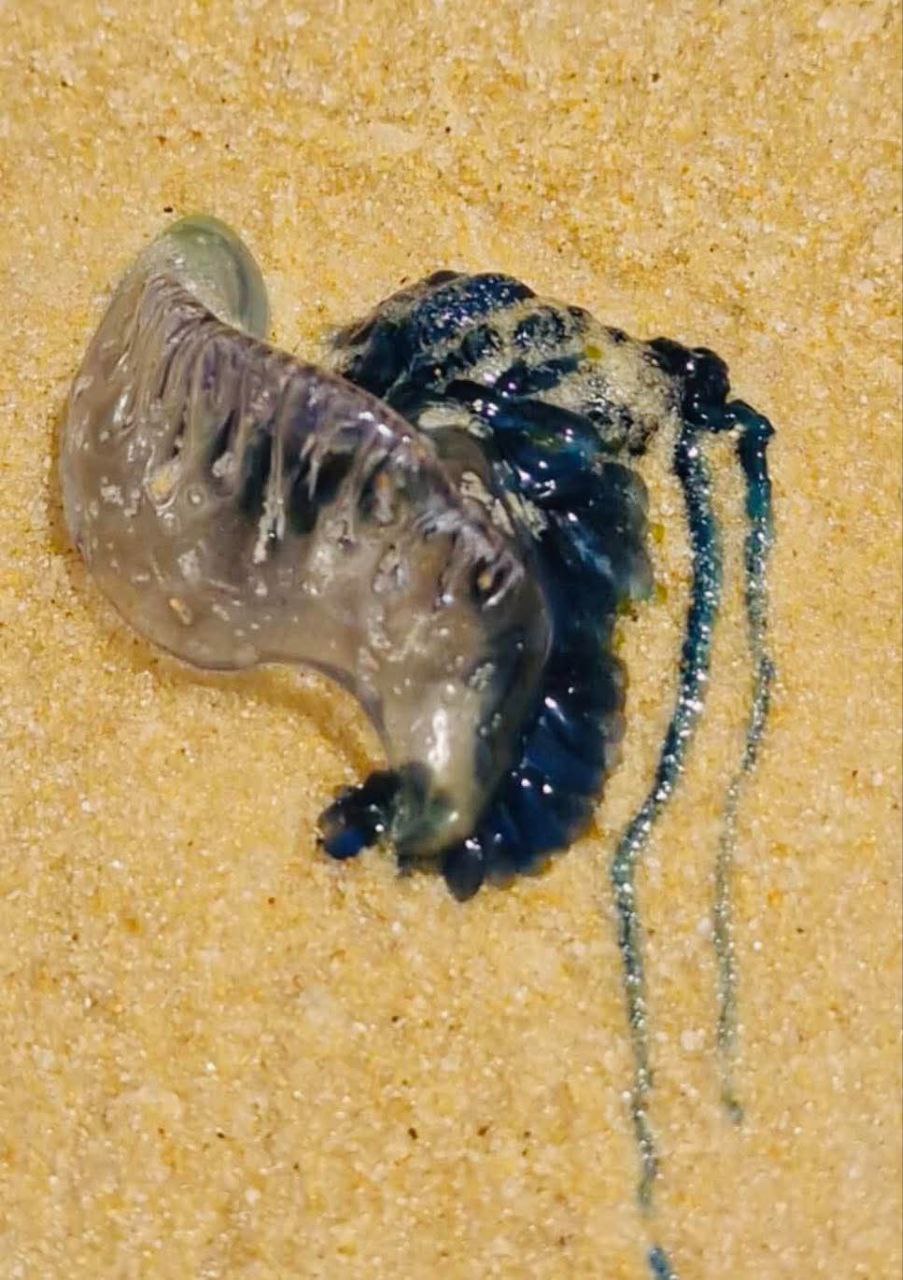 Опасность на пляже Карон: португальский кораблик