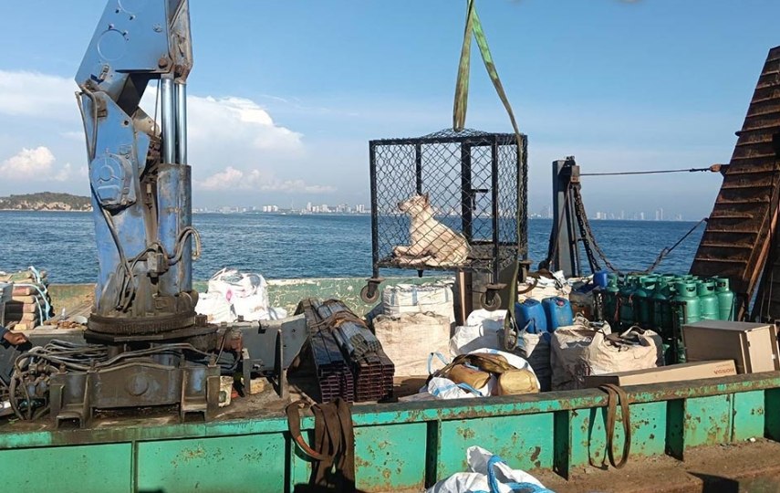 Спасение бездомной собаки на Ко Лане