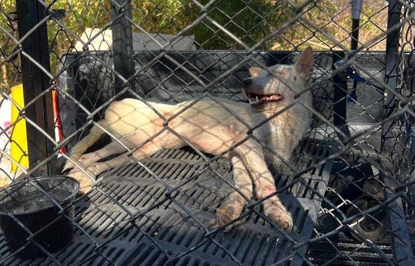 Спасение бездомной собаки на Ко Лане