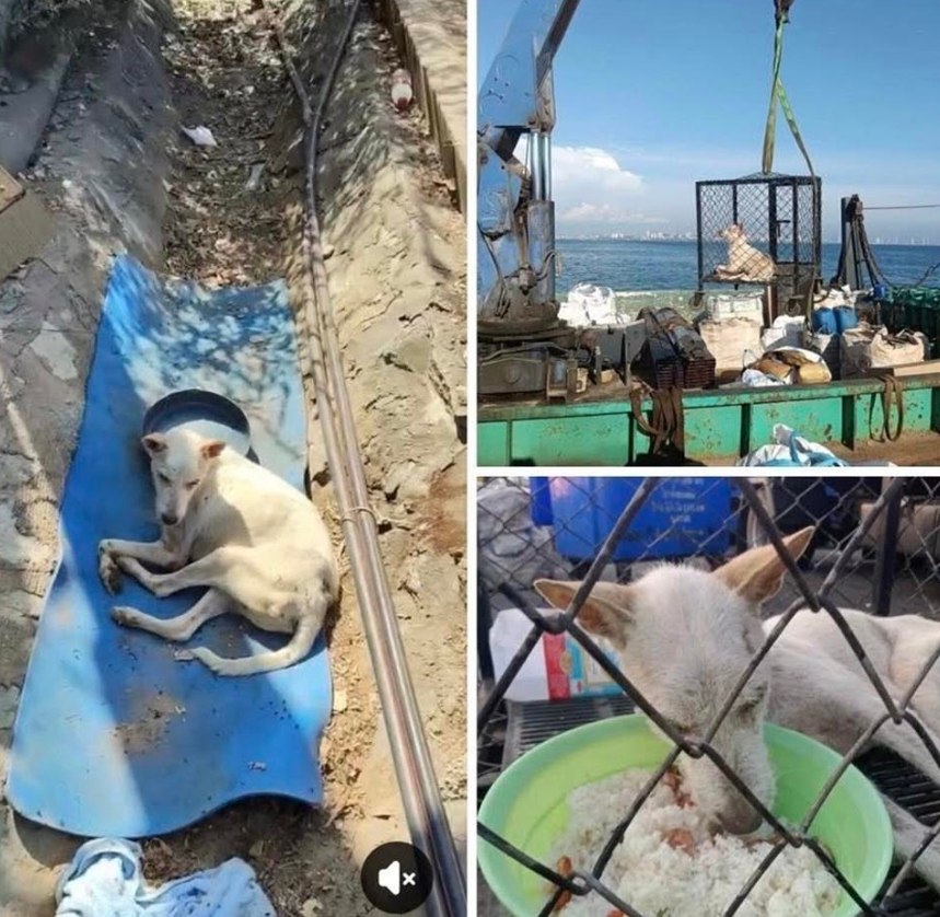 Спасение бездомной собаки на Ко Лане