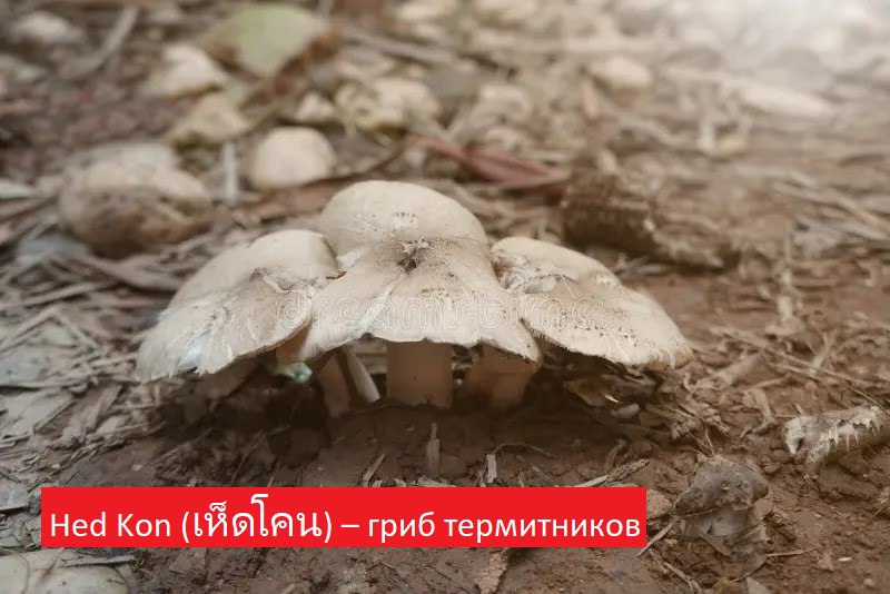 Грибы в тайской кухне
