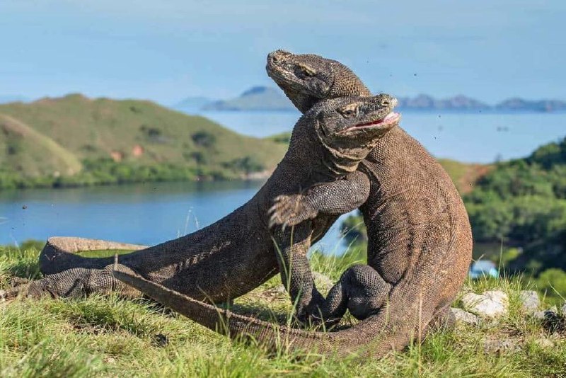 Остров Комодо в Индонезии