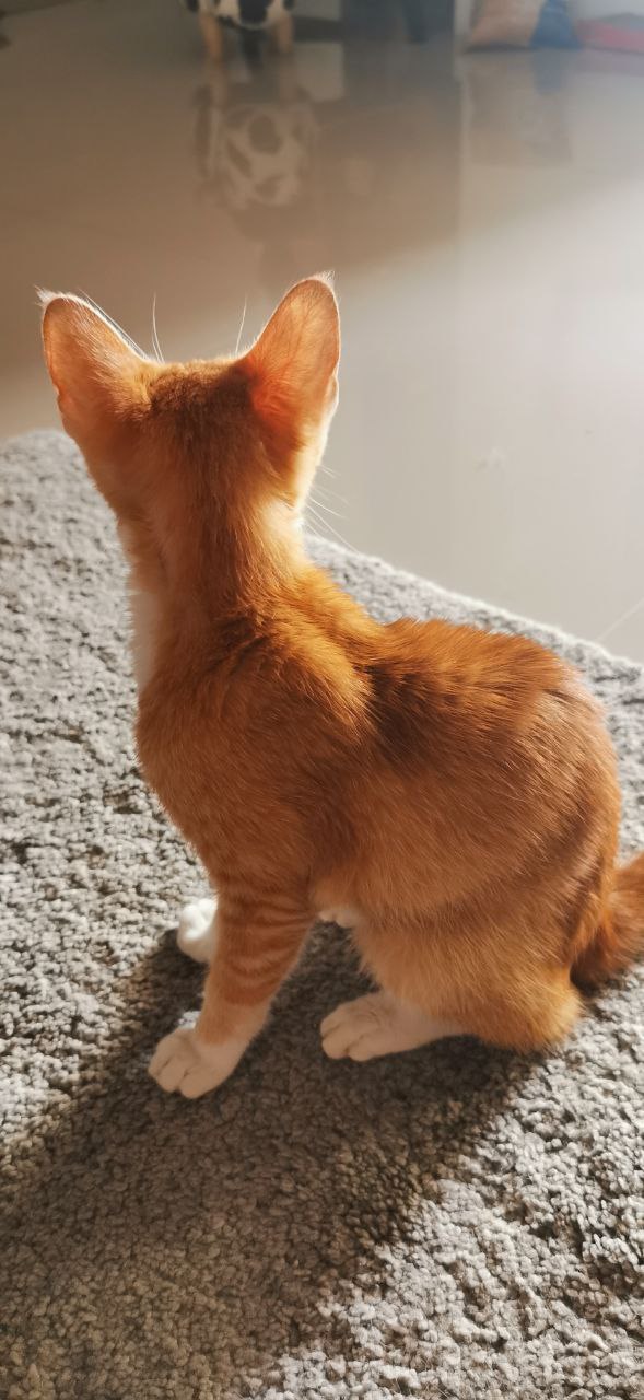 Ищем хозяев для котенка