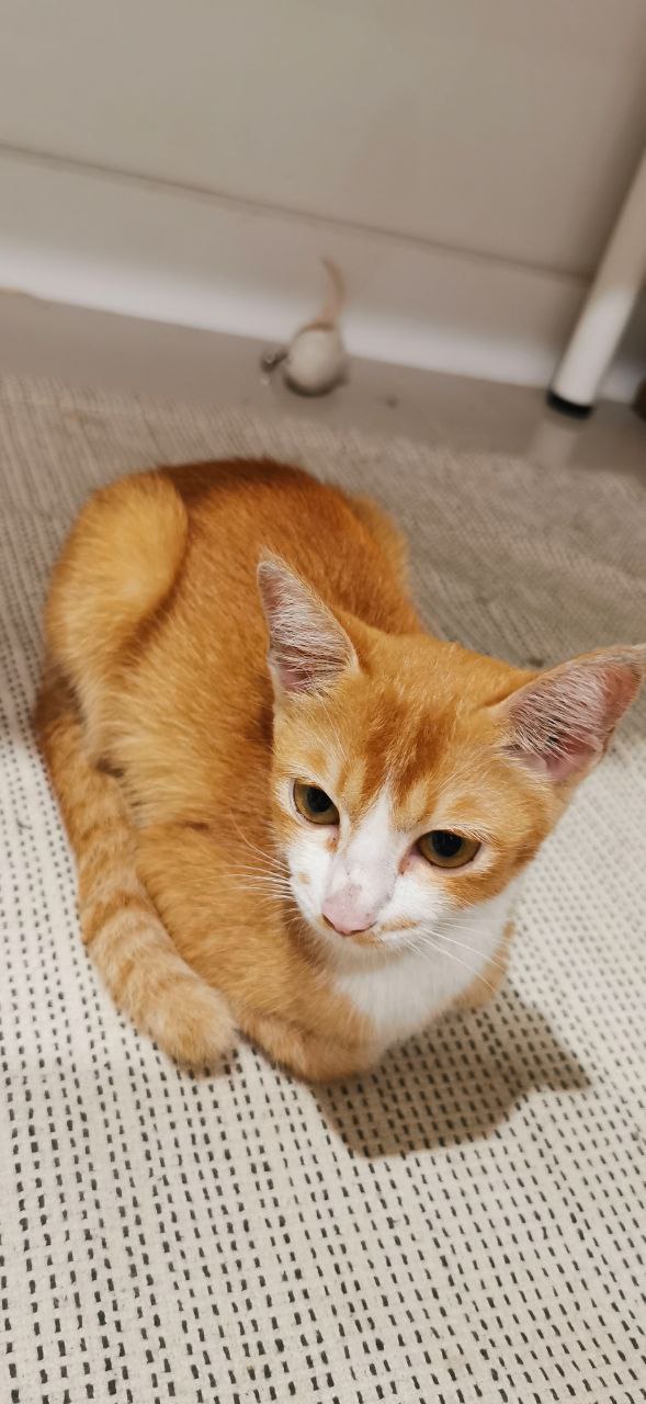 Ищем хозяев для котенка