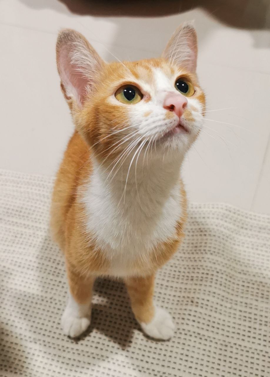 Ищем хозяев для котенка