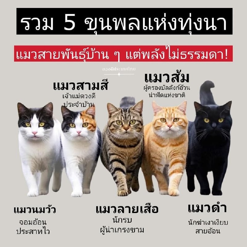Тайские сказания о пяти котах-воинах