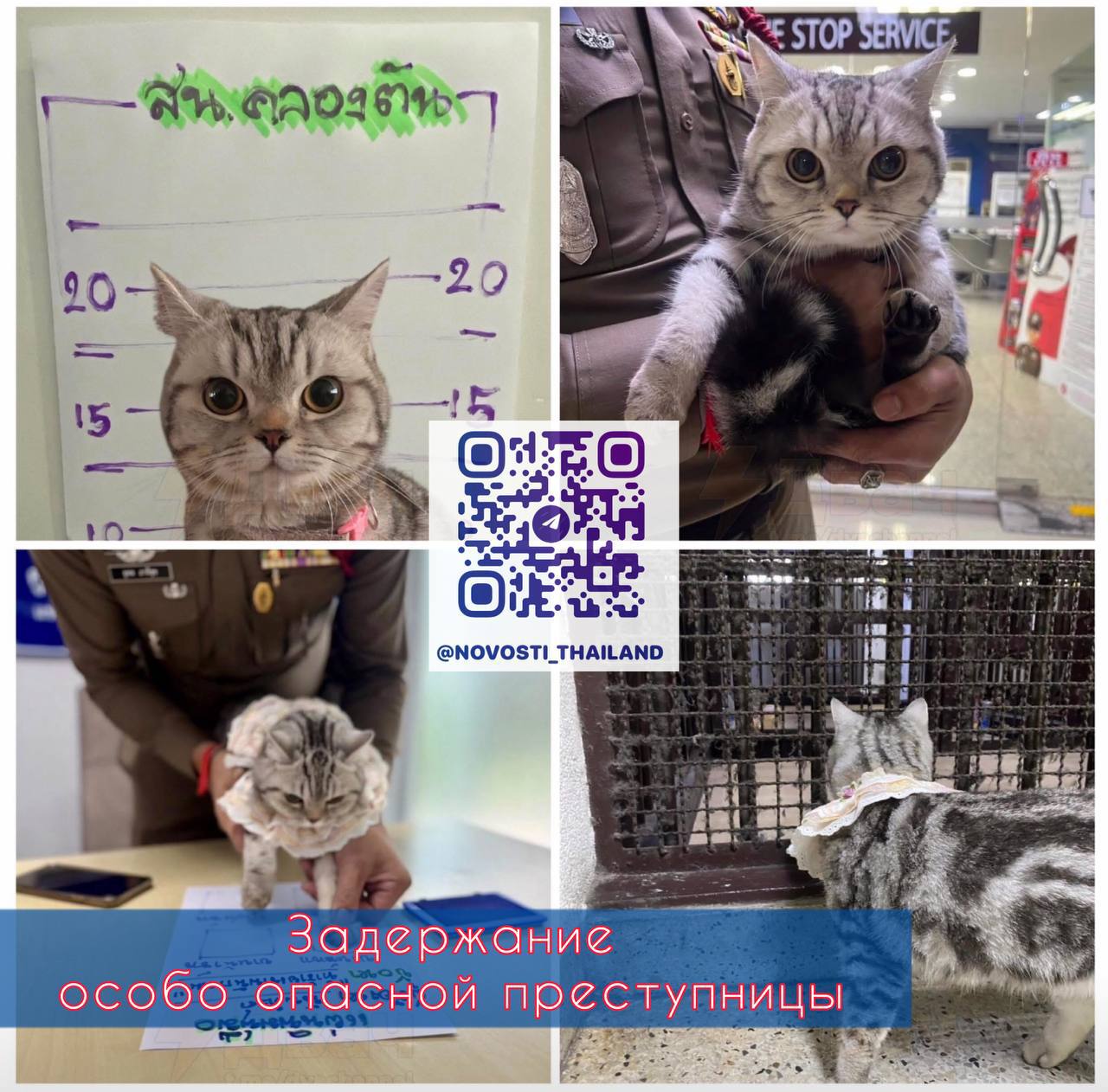 Кошка атаковала полицейских в Чиангмае