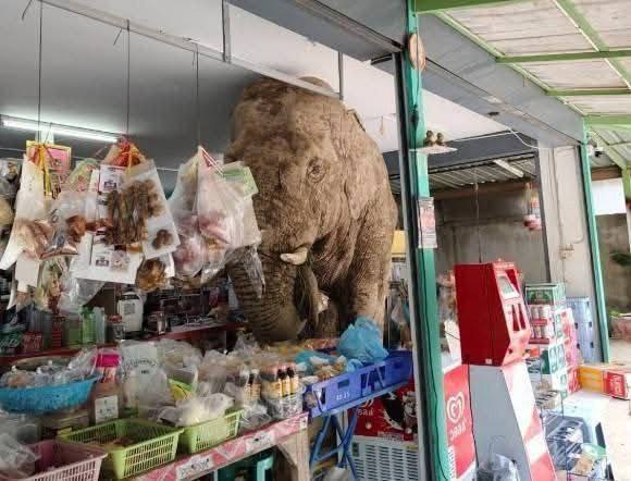 Слон в магазине за сладостями и яйцами
