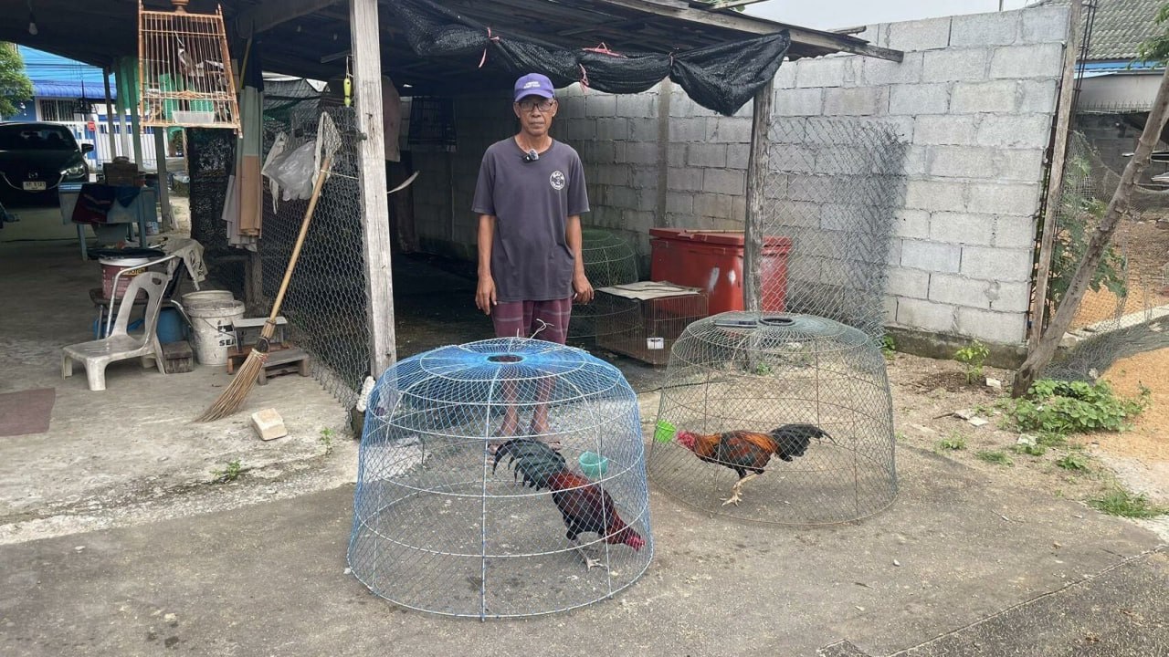 Кража бойцовых петухов в Паттайе