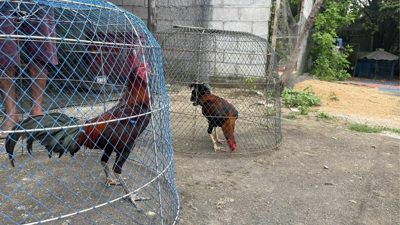 Кража бойцовых петухов в Паттайе